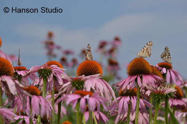 Butterflies and Cone Flowers